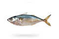 Indian Mackerel (Bangda) - Seafood Spot
