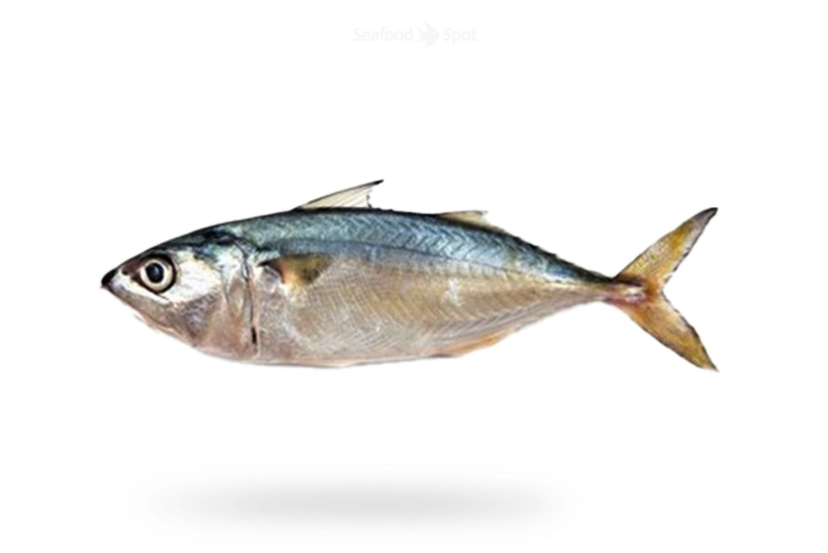 Indian Mackerel (Bangda) - Seafood Spot