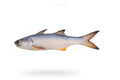Indian Salmon (Rawans) - Seafood Spot