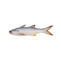 Indian Salmon (Rawans) - whole uncleaned - Seafood Spot