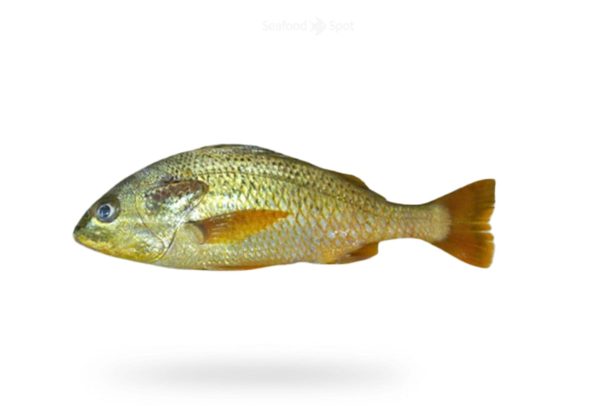 Javelin Grunter (Dhotar) - Seafood Spot