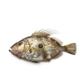 John Dory - Seafood Spot