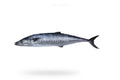 King Fish (Surmai) - Seafood Spot