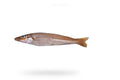 Lady Fish (Bhambore) - Seafood Spot