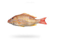 Lane Snapper (Kanulcha, Chayan) - Seafood Spot