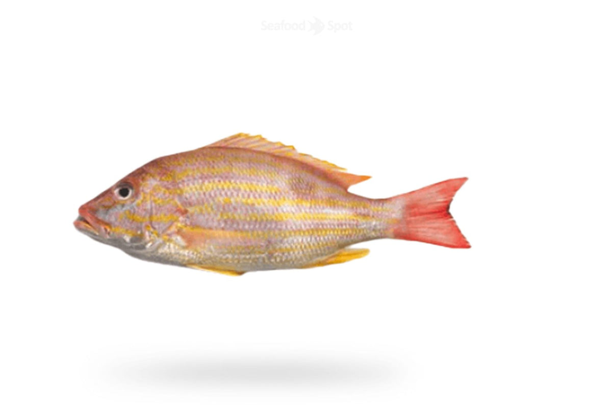 Lane Snapper (Kanulcha, Chayan) - Seafood Spot