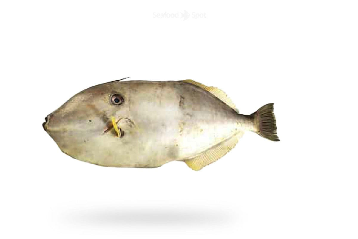 Leather Jacket (Irani Paplet) - Seafood Spot