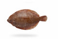 Lemon Sole (Sole) - Seafood Spot