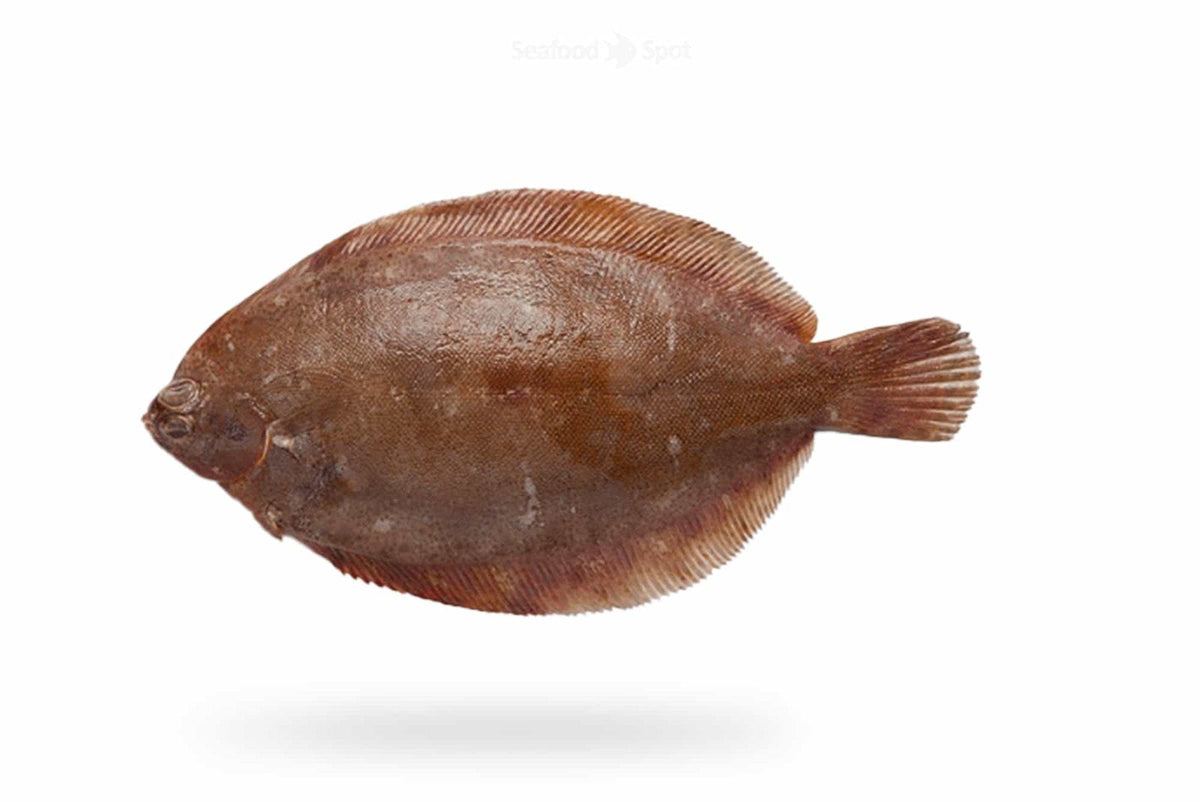 Lemon Sole (Sole) - Seafood Spot