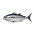 Long Tail Tuna (Dhawan) - whole uncleaned - Seafood Spot