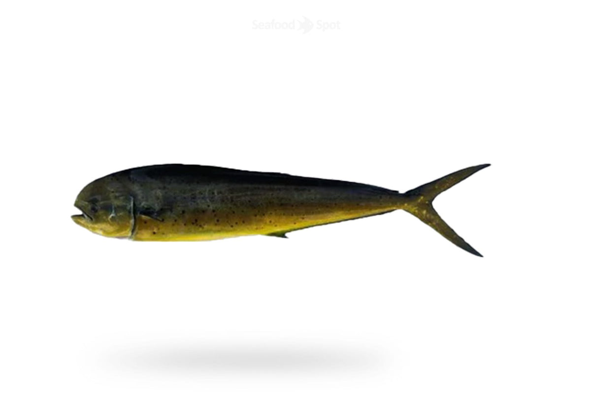 Mahi Mahi (Amloshk) - Seafood Spot