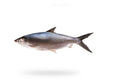 Milk Fish (Sulemani) - Seafood Spot