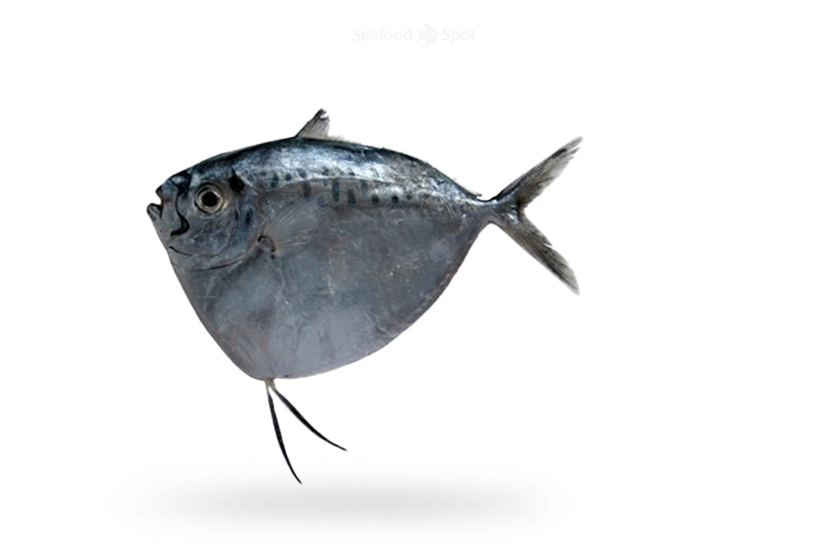 Moonfish (Chandni, Chand Paplet) - Seafood Spot
