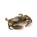 Mud Crab (Kekra) - Seafood Spot