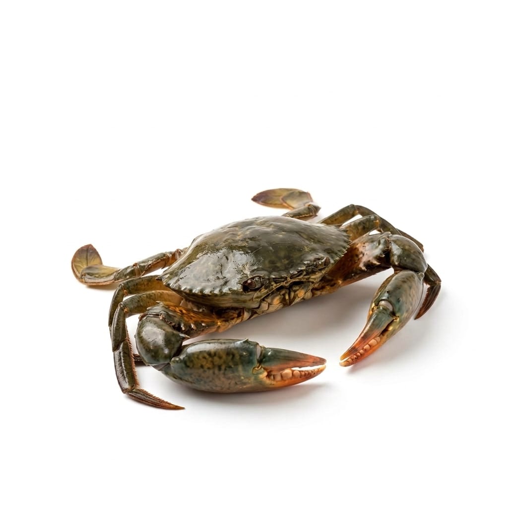 Mud Crab (Kekra) - Seafood Spot