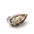 Oyster - Seafood Spot