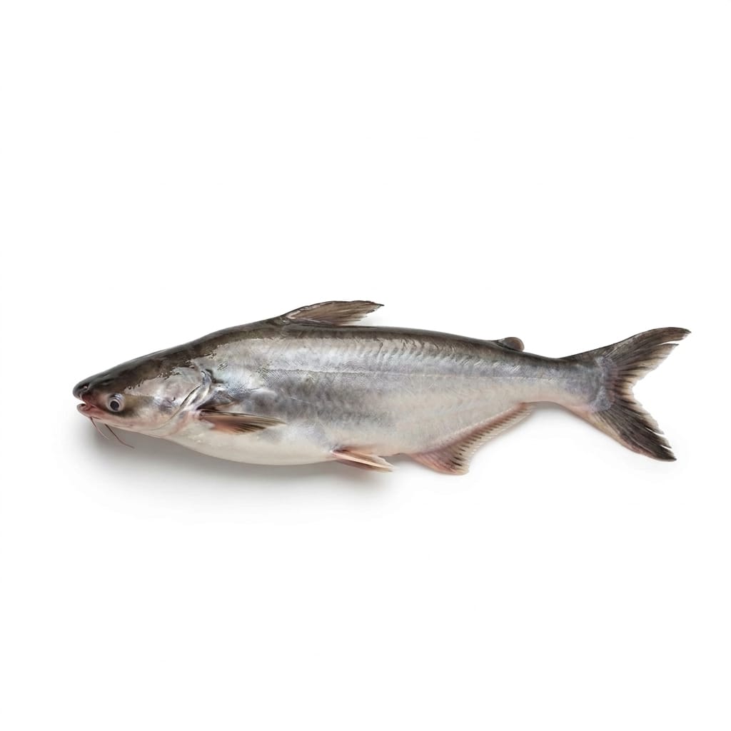 Pangasius Fish (Bangash) - whole uncleaned - Seafood Spot