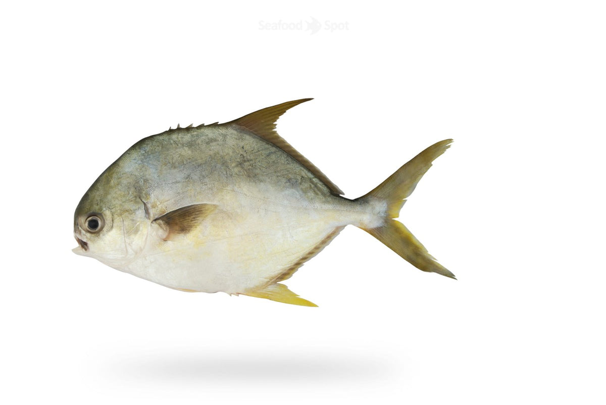 Pompano (Sonaf) - Seafood Spot