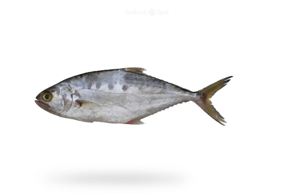Queen Fish (Saram) - Seafood Spot