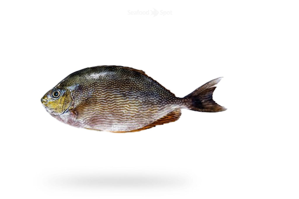 Rabbit Fish (Safi) - Seafood Spot