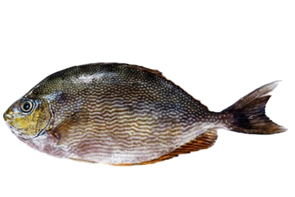 Rabbit Fish (Safi) - Seafood Spot