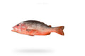 Red Snapper (Heera) - Seafood Spot