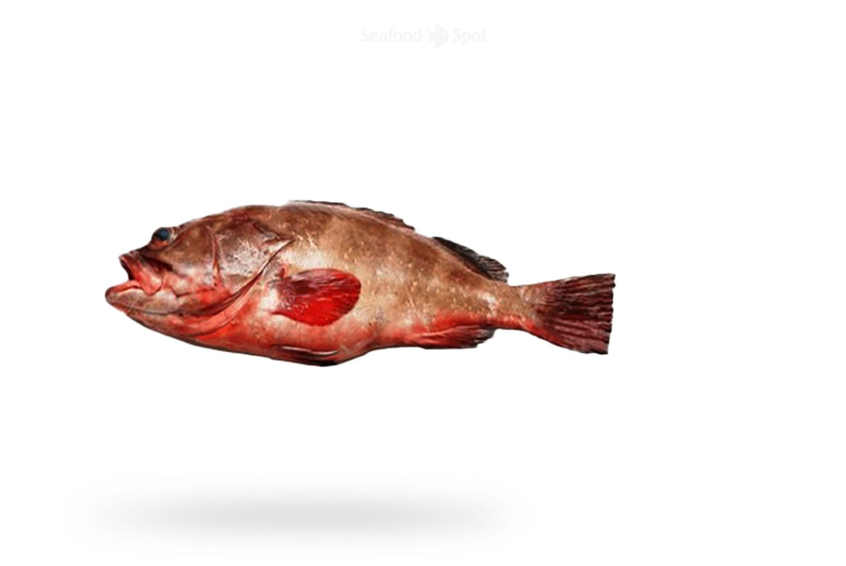 Reef Cod (Daama) - Seafood Spot