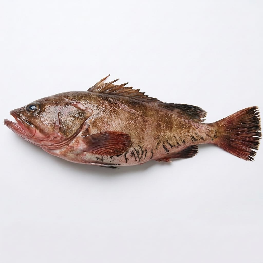 Reef Cod (Damba) - Seafood Spot