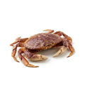 Rock Crab (Sanglakh Kekra) - Seafood Spot