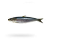 Sardine (Luar) - Seafood Spot
