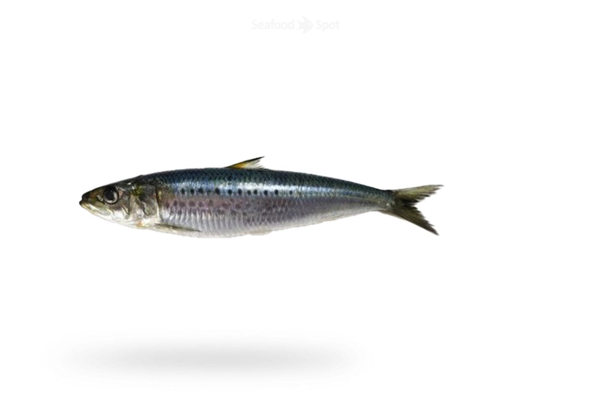 Sardine (Luar) - Seafood Spot