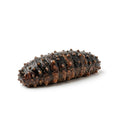 Sea Cucumber - Seafood Spot