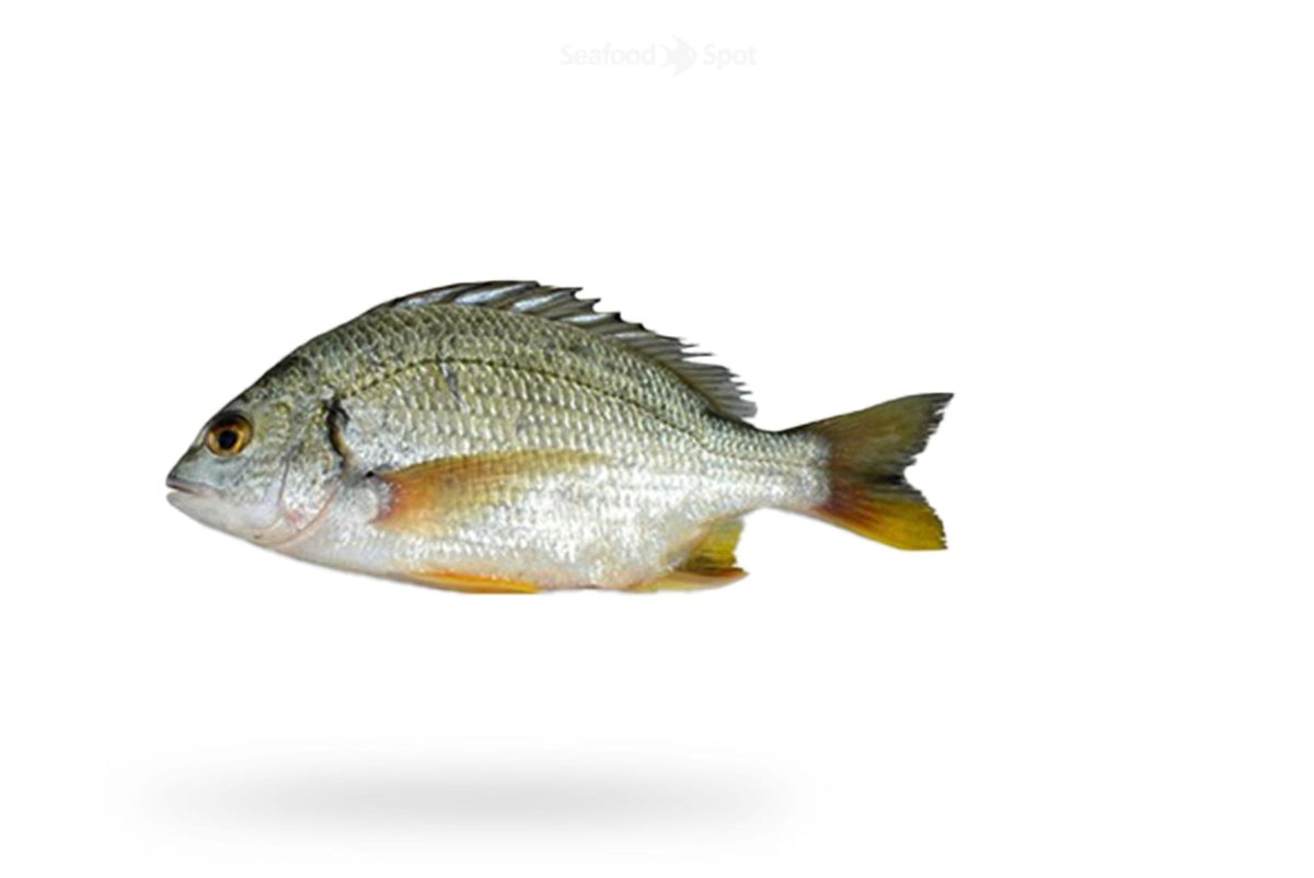 Seabream (Safaid Dandia) - Seafood Spot
