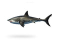 Shark (Mangra) - Seafood Spot