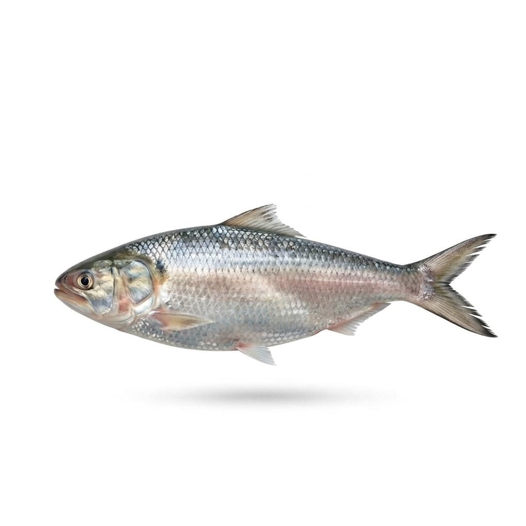 Silver Carp - whole uncleaned - Seafood Spot