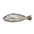 Silver Croaker (Silver Mushka) - whole uncleaned - Seafood Spot