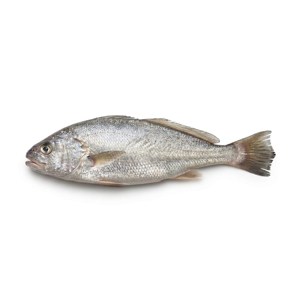 Silver Croaker (Silver Mushka) - whole uncleaned - Seafood Spot