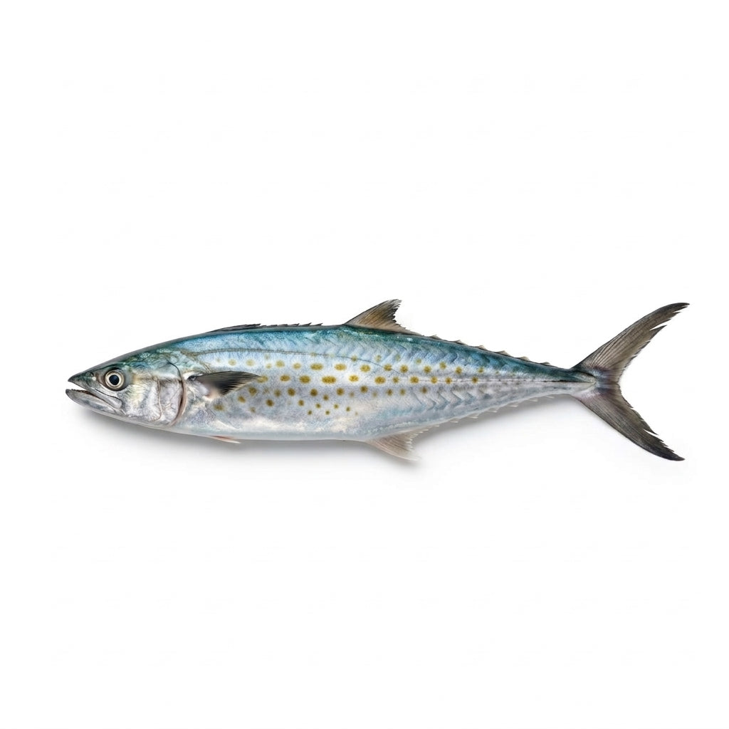Spanish Mackerel (Surmai) - whole uncleaned - Seafood Spot
