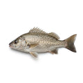 Spotted Grunter (Holri Dhothar) - Seafood Spot