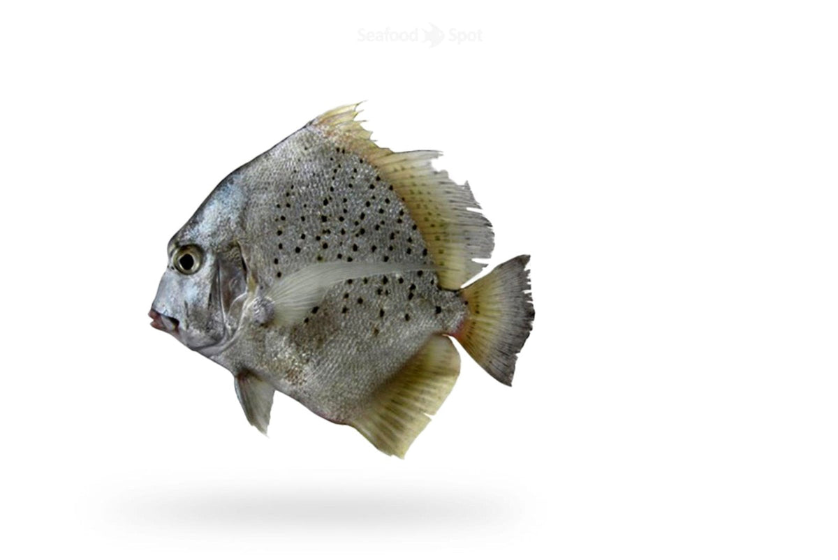 Spotted Sicklefish (Jalebi) - Seafood Spot