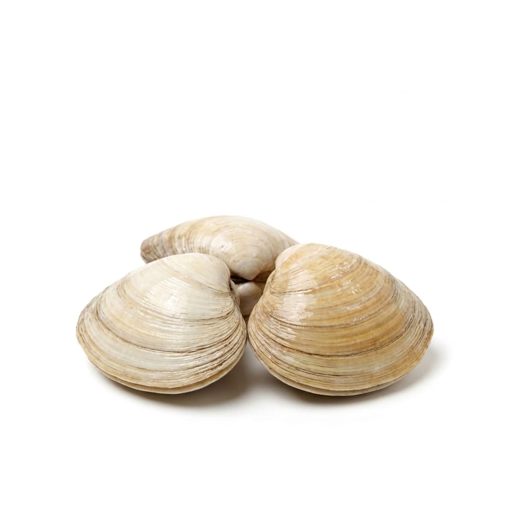 Surf Clam (Sea Clam) - Seafood Spot