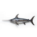 Swordfish (Somali Ghora) - Seafood Spot