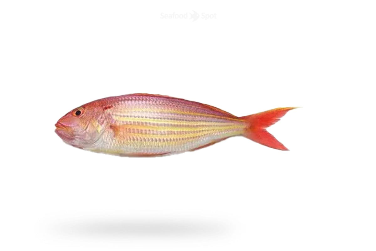 Threadfin Bream (Chakori) - Seafood Spot