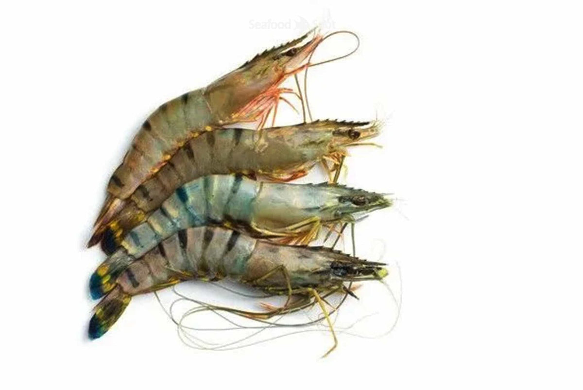 Tiger Prawns (10-12 Whole Prawns) - Seafood Spot