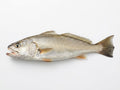 Tiger Tooth Croaker (Mushka) - whole uncleaned - Seafood Spot