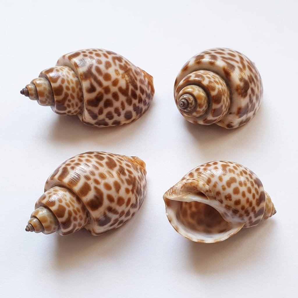 Top Shell - Seafood Spot
