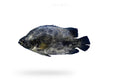 Tripletail (Dai) - Seafood Spot