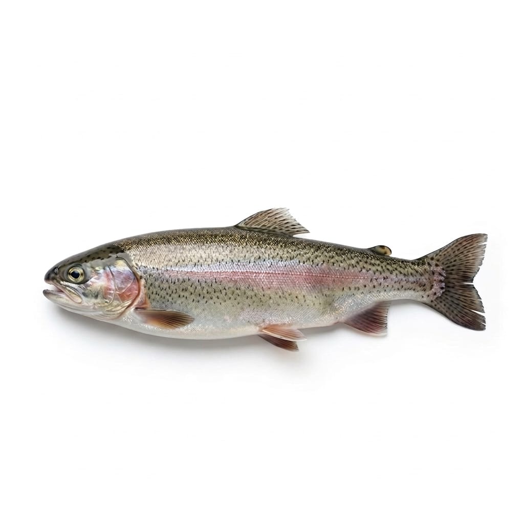 Trout Fish - whole uncleaned - Seafood Spot