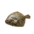 Turbot - whole uncleaned - Seafood Spot