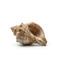 Whelks (Sea Snail) - Seafood Spot